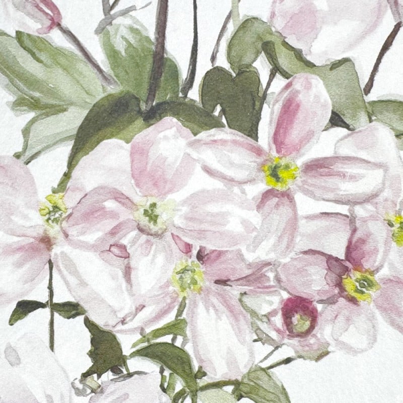 Classic Clematis Pink | Sian Zeng