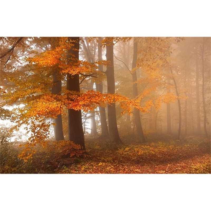 MARBURG | Autumn Forest