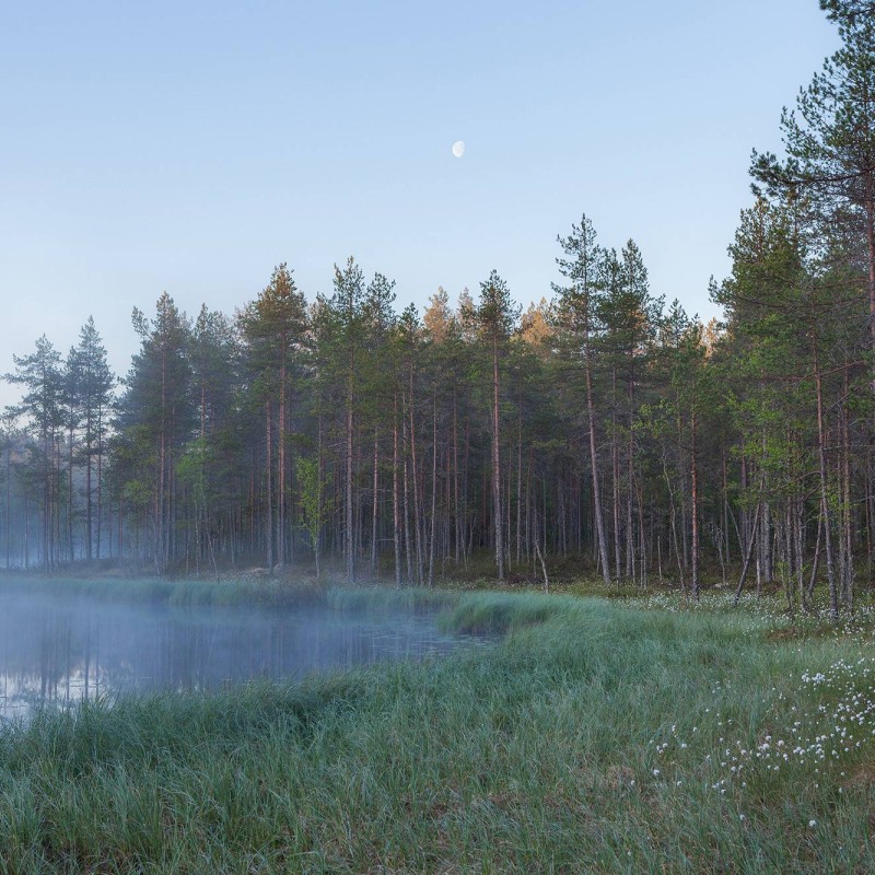 Forest Lake